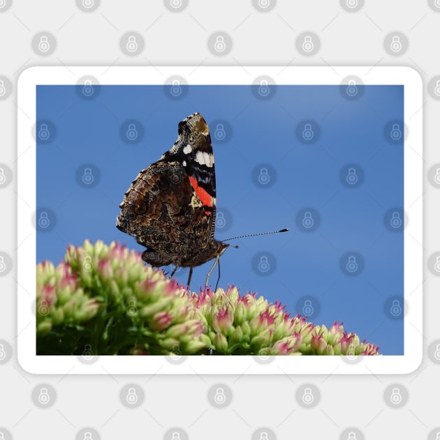 Red Admiral Sticker by AH64D